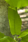 Bigleaf magnolia